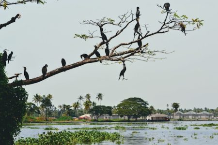 Redcastle Houseboat Alleppey (9)